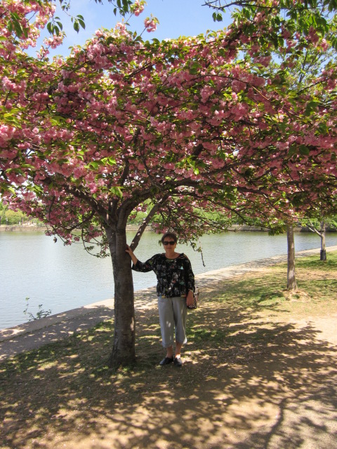 Cherry blossoms